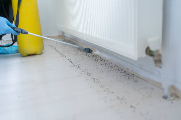 Best Affordable Pest Control Services  in Mount Healthy, OH